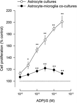 Microglia P2Y13 Receptors Prevent Astrocyte Proliferation Mediated by P2Y1 Receptors